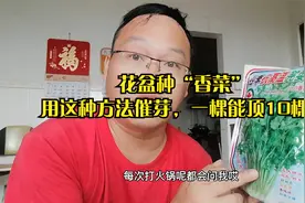 花盆“香菜”用这种方法催芽，一棵顶10棵？以前老农民都这样视频封面
