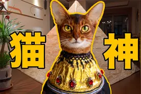 【阿比西尼亚猫】古埃及猫神竟然在我家？视频封面