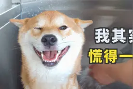 带小柴犬体验“自助洗狗机” 主人直呼高级 柴柴却慌得一批……视频封面