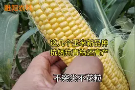 这几个最新审定的玉米新品种，都抗锈病和青枯病，产量高品质好视频封面