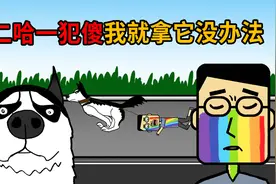 二哈，不愧是傻狗界的天花板，把我整好惨，我是真拿它没办法视频封面