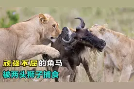 顽强不屈的角马，被两头狮子围追堵截，发出强大的战斗力视频封面