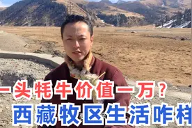 藏区牧民有多豪？川藏线随处可见的牦牛，一头就价值一万块
