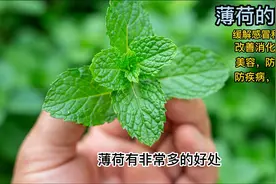 薄荷的功效有非常多，包括有缓解感冒，鼻炎，改善消化系统等等.视频封面