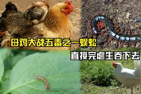 母鸡大战五毒之一蜈蚣，直接完虐生吞下去，母鸡战力真强视频封面