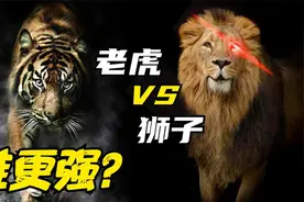 非洲狮大战东北虎，究竟谁会赢？为何很人多认为老虎打不过狮子？视频封面