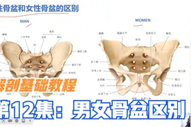 13分钟，详解男性女性骨盆区别，视频最后，分析女人易假胯宽原因视频封面