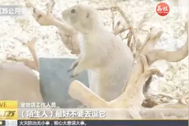 养土拨鼠当宠物？当心危险！野生土拨鼠或携带鼠疫病毒视频封面