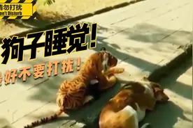 狗子睡觉最好不要打扰！视频封面