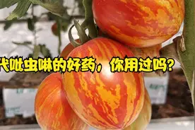 替代吡虫啉的新药，蚜虫、蓟马、粉虱、地蛆都能治，你用过吗？视频封面