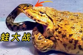 太不可思议了，牛蛙竟然把蛇生吞了！视频封面