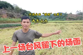 台风准备来临，广西农村小伙不知所措，眼前的场景让他当场崩溃视频封面
