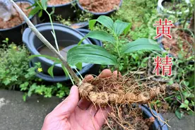 山区常见野生食材“黄精”，植物有哪些价值？遇见认识一下它！视频封面