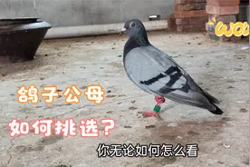 看鸽子的肢体语言，可以准确分出鸽子公母，你还在等什么呢？视频封面