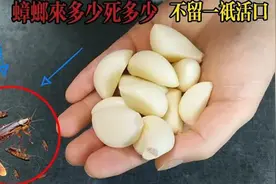 消灭蟑螂有诀窍，一把大蒜轻松搞定，蟑螂灭光光，太厉害了视频封面