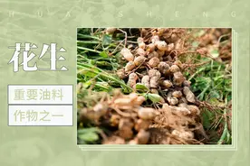 重要油料作物之一——花生视频封面