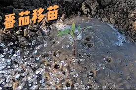 【番茄种植】番茄移苗🌱的2个条件和6个注意事项视频封面
