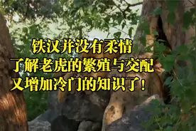 铁汉并没有柔情：了解老虎的繁殖与交配，又增加冷门的知识了！视频封面