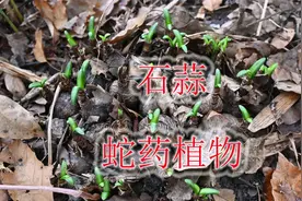 蛇药植物“石蒜”，农村俗称“彼岸花”，挖回家赏花赏叶可好？视频封面