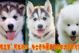 “雪橇三傻”阿拉斯加、哈士奇、萨摩耶幼犬们的异同视频封面