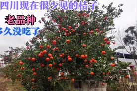 四川农村，以前常见的一种桔子，挂果量虽好，但现在却被淘汰了视频封面