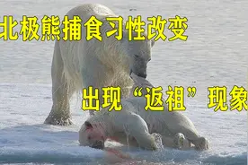 北极圈内温度达38摄氏度，北极熊捕食习性改变，出现“返祖”现象