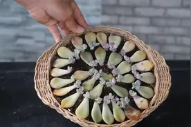 这样繁殖多肉成活率高，出芽速度快，看一次就能学会视频封面