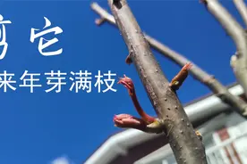 如何修剪香椿树？这样修剪，来年芽满枝视频封面