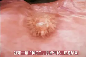 胚胎植入后是如何着床的？犹如一颗“种子”，扎根生长，开花结果视频封面