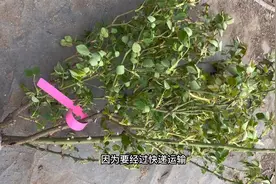 网购月季枝条脱水焉了，处理方法很简单，第二天就能恢复正常视频封面