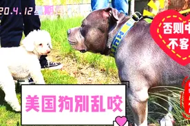 遛狗戴口罩，养一只美国恶霸犬是什么体验？禁养？上海成重灾区！视频封面