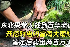 长白山发现百年老山参，开挖时电闪雷鸣，专家出价200万收购视频封面