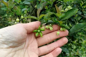 金弹子公母怎么区分？开花时期一眼就能看出来，知道区别在哪吗？视频封面