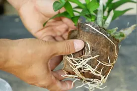 提前准备这“东西”，秋季用来栽种石斛兰，芽多根壮视频封面