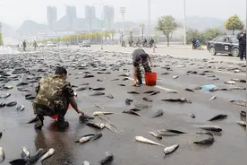 上万条鱼为何会在雨天从天而降？“鱼雨”难道是真的吗？视频封面