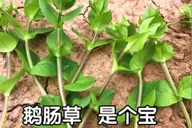 鹅肠草见过吗？农村一种常见草药，生活中解决不少烦恼，别错过视频封面