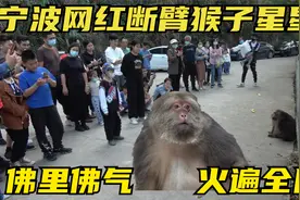 死里逃生的断臂猴子被师太收养，因长相慈眉善目，一夜间火遍全网视频封面