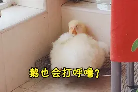 旺歌一家：小鹅的不同叫声都代表啥意思，它睡觉也会打呼噜？视频封面