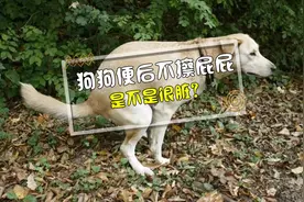 狗狗大便后不擦屁屁，很脏吗？ #科学养宠# #居家铲屎官#视频封面