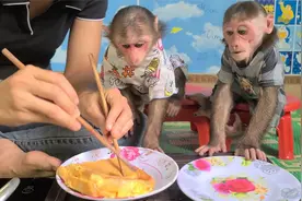 美女给猴子做煎饼吃，猴子没喉咙吗，腮帮子怎么可以装那么多吃的视频封面
