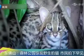 大猫出没！广东佛山森林公园惊现野生豹猫，市民拍下罕见身影视频封面