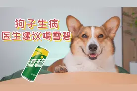 狗子生病了，医生建议喝雪碧，加快治疗视频封面