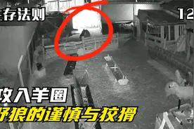 野狼攻入羊圈，三匹野狼竟然轮流进食，充分体现狼群的谨慎与狡猾视频封面