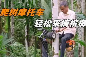 印度发明爬树摩托车，几十秒就能开到树顶，高效采摘槟榔视频封面