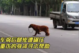 金毛被车碾压后腿血肉模糊，小伙借钱救助不放弃，获救后蜕变重生视频封面