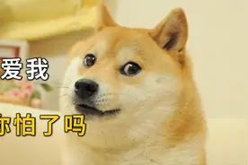 柴犬：一种养了就没朋友的狗视频封面