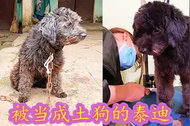 被当成土狗养的泰迪，该不该把它带走？