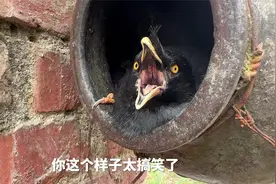 洗澡都不能阻挡你胡言乱语是吧视频封面