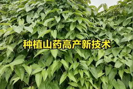 农村种山药牛人教你山药这样种，亩产可达20000斤，还又粗又长视频封面
