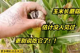 玉米上长的这个蘑菇，有知道叫什么的吧，能不能吃这个东西？